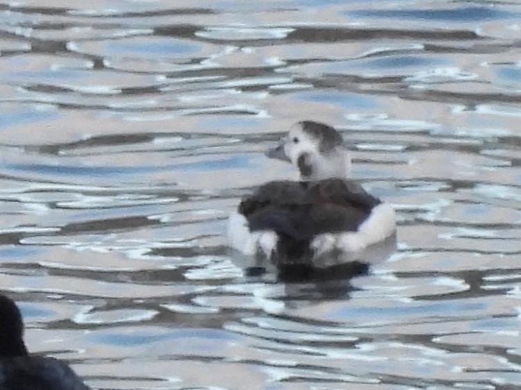 Long-tailed Duck - ML627674937