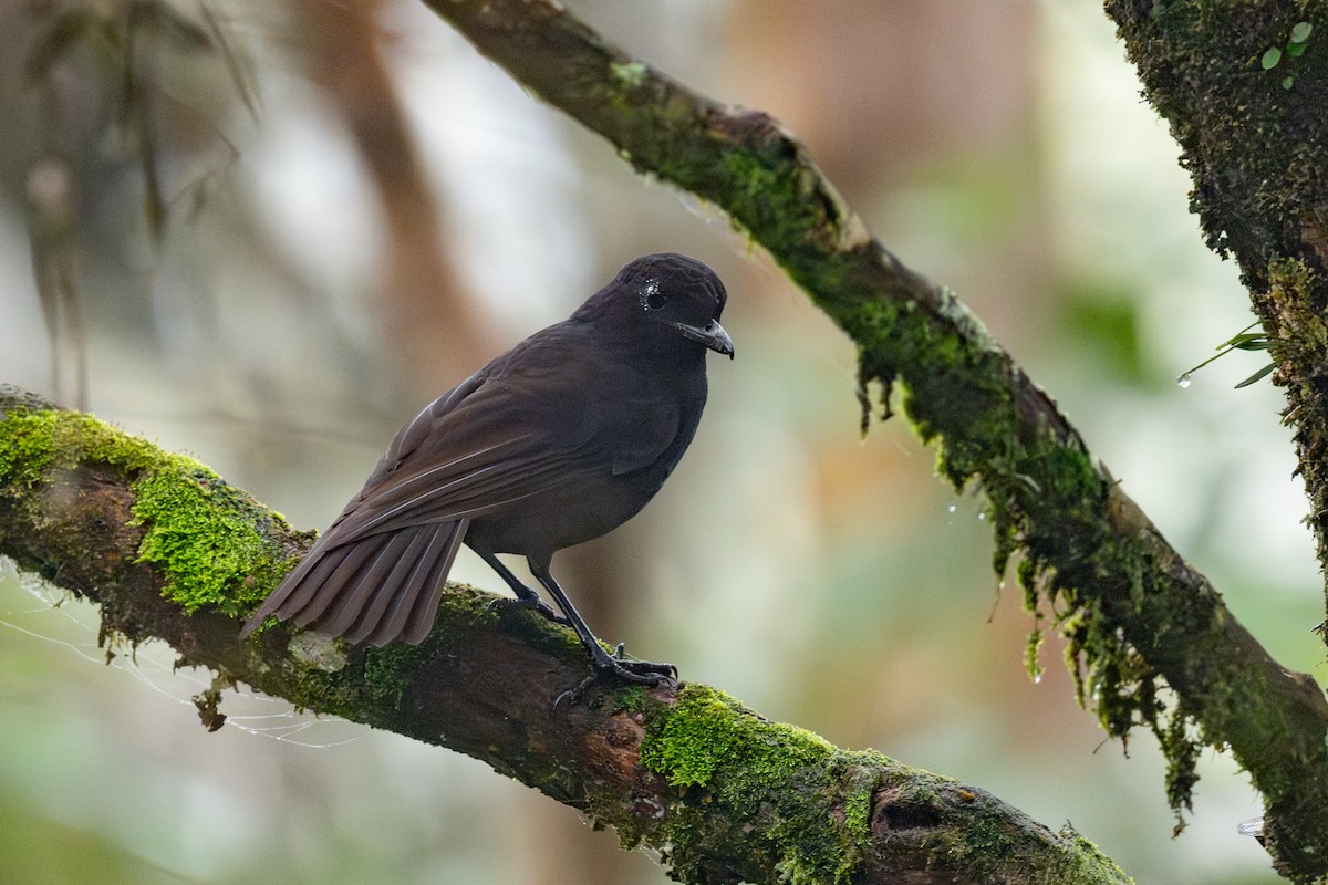 Bornean Whistling-Thrush - ML627674940