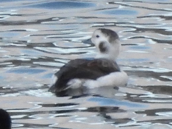 Long-tailed Duck - ML627674945