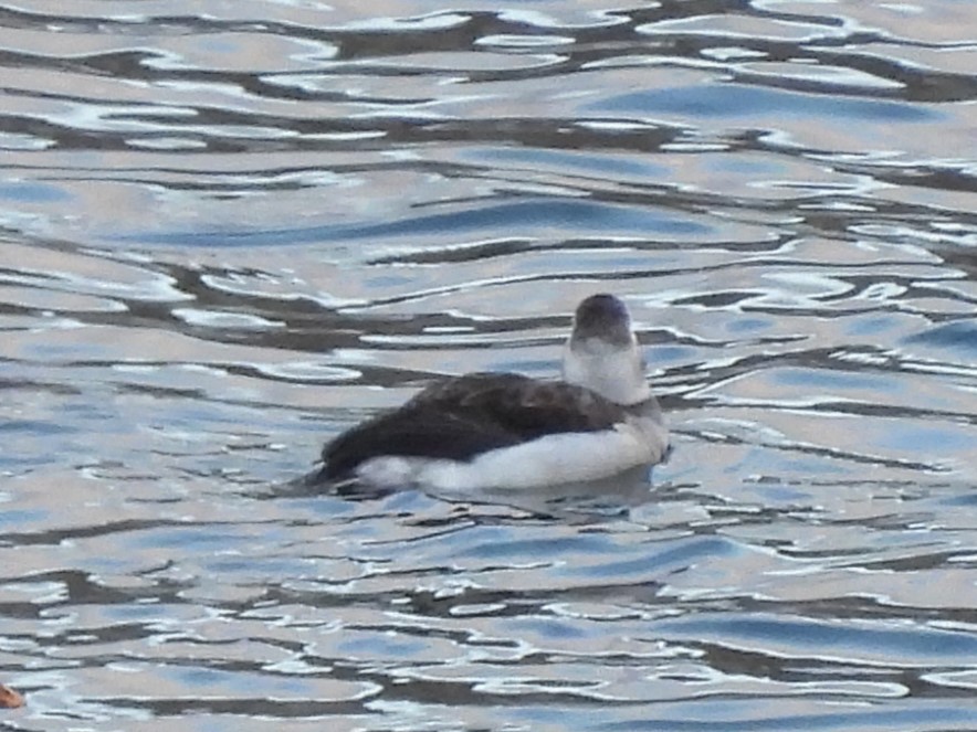 Long-tailed Duck - ML627674952