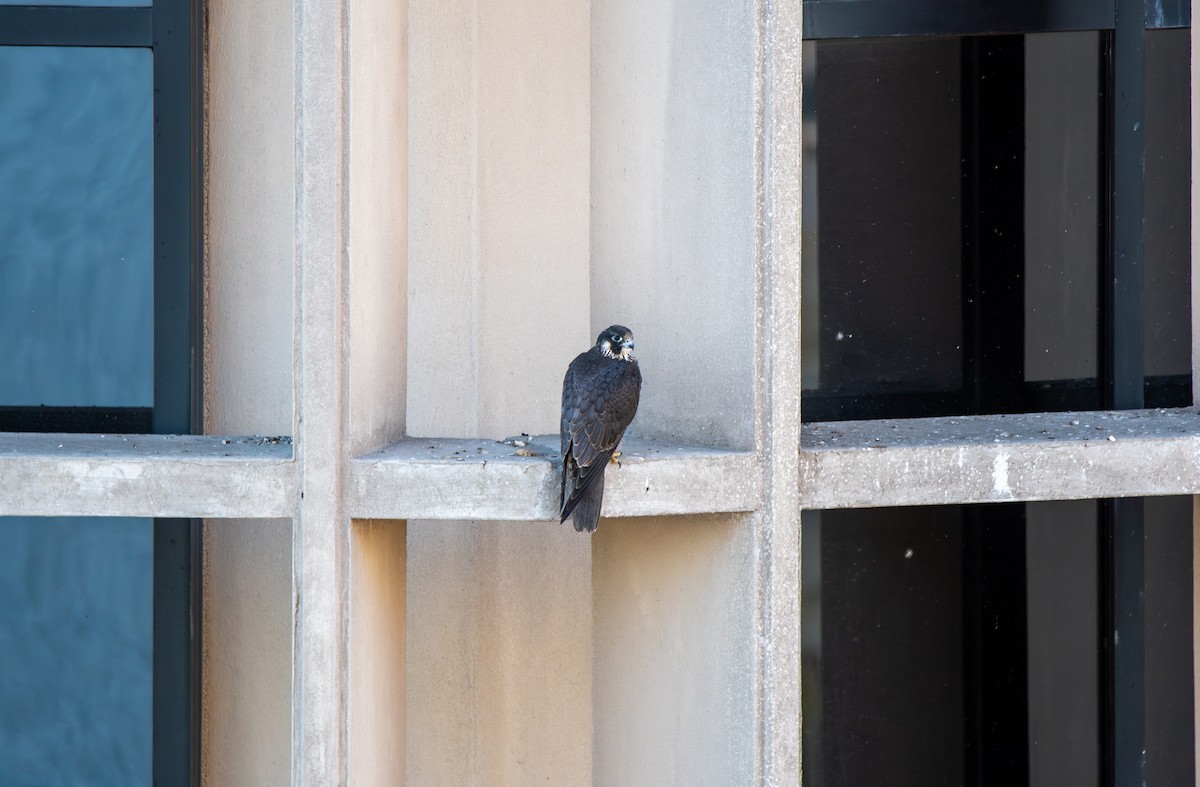 Peregrine Falcon - ML627674974