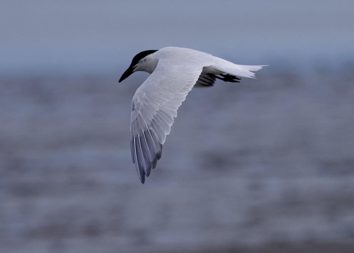 Australian Tern - ML627674987