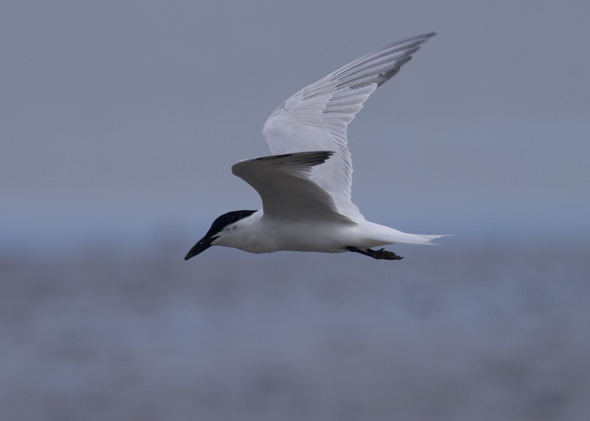 Australian Tern - ML627674988