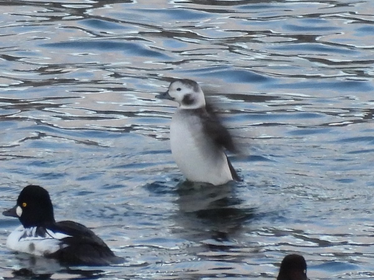 Long-tailed Duck - ML627675007