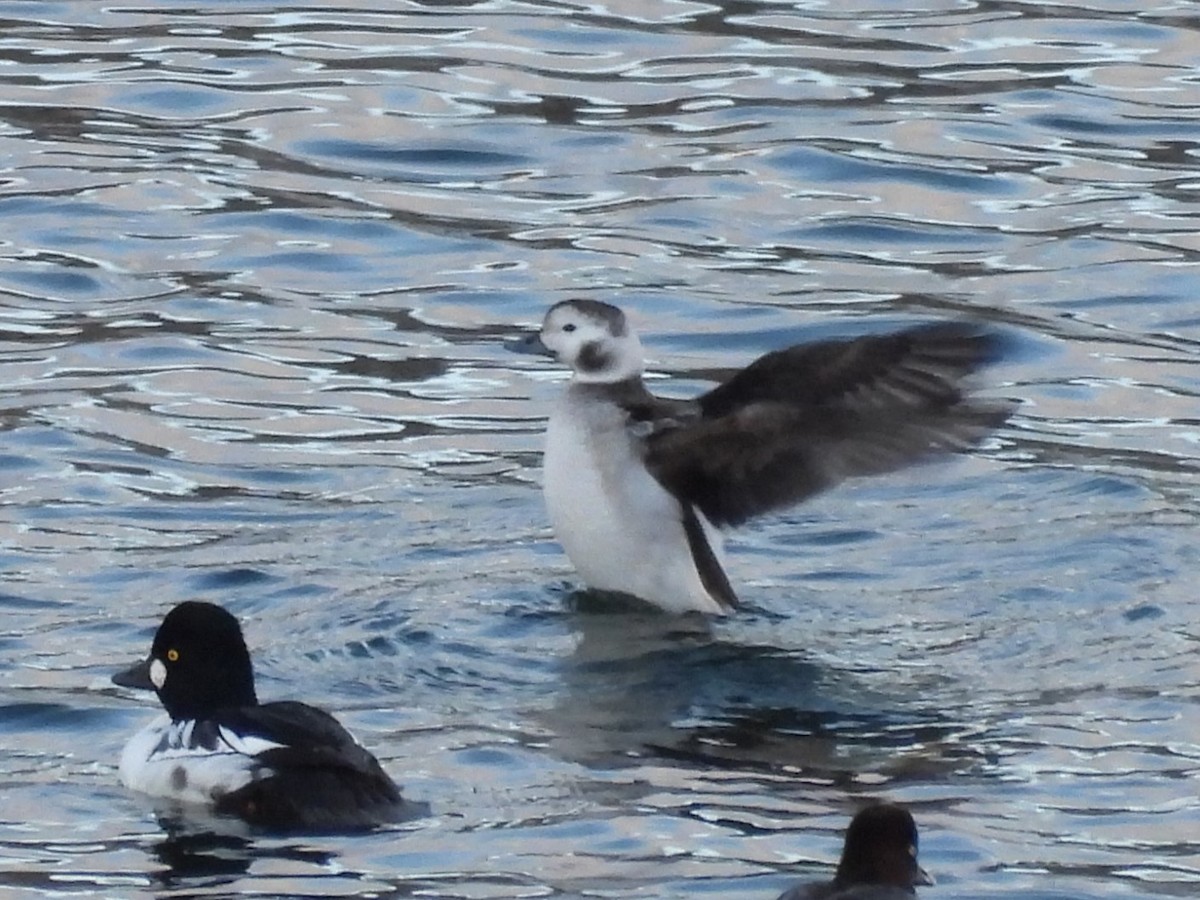 Long-tailed Duck - ML627675026