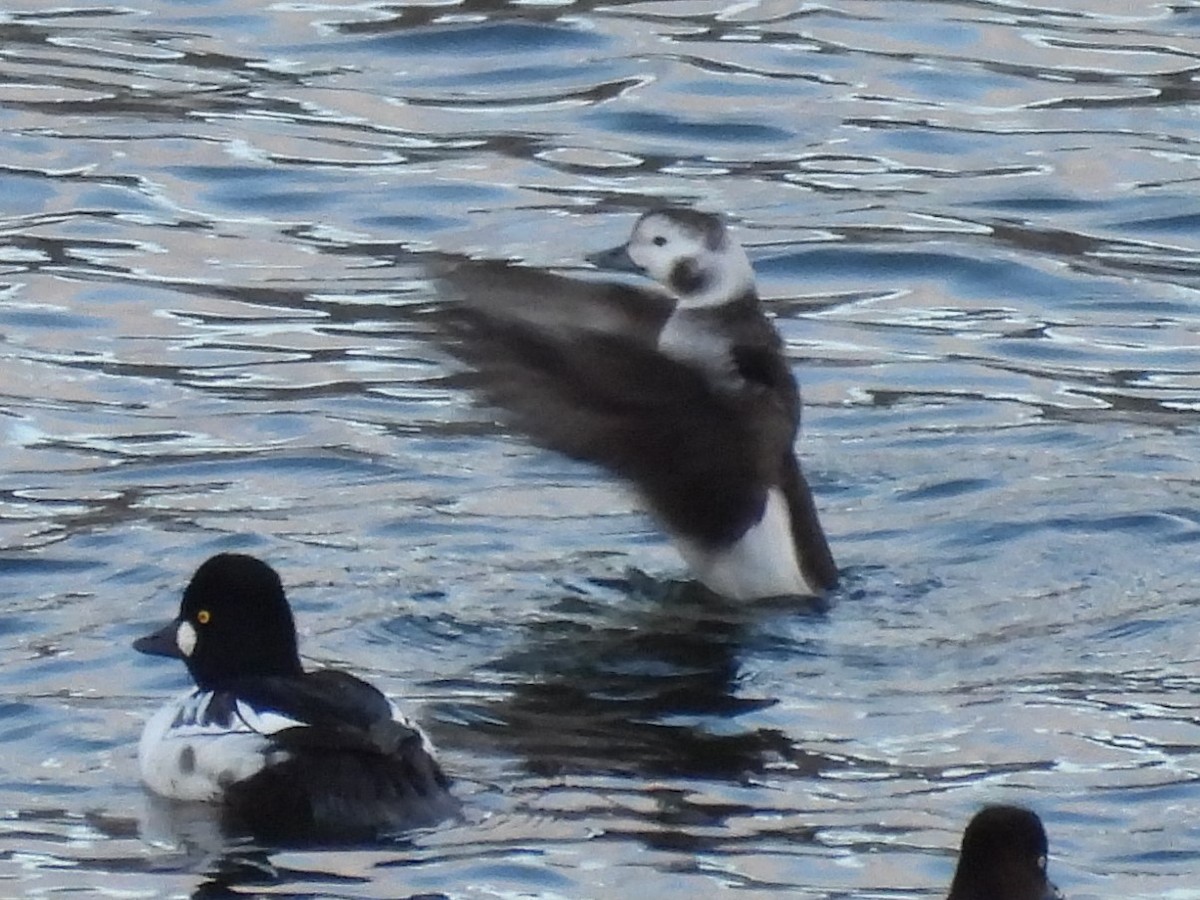 Long-tailed Duck - ML627675034