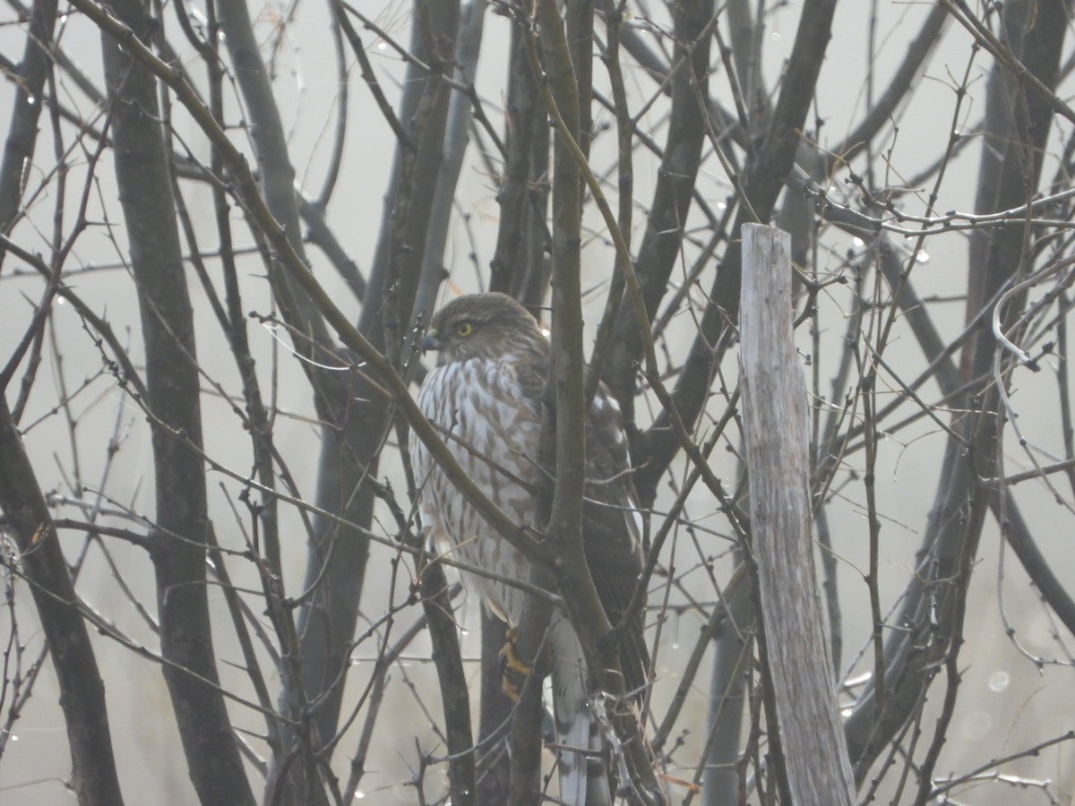 Sharp-shinned Hawk - ML627675036