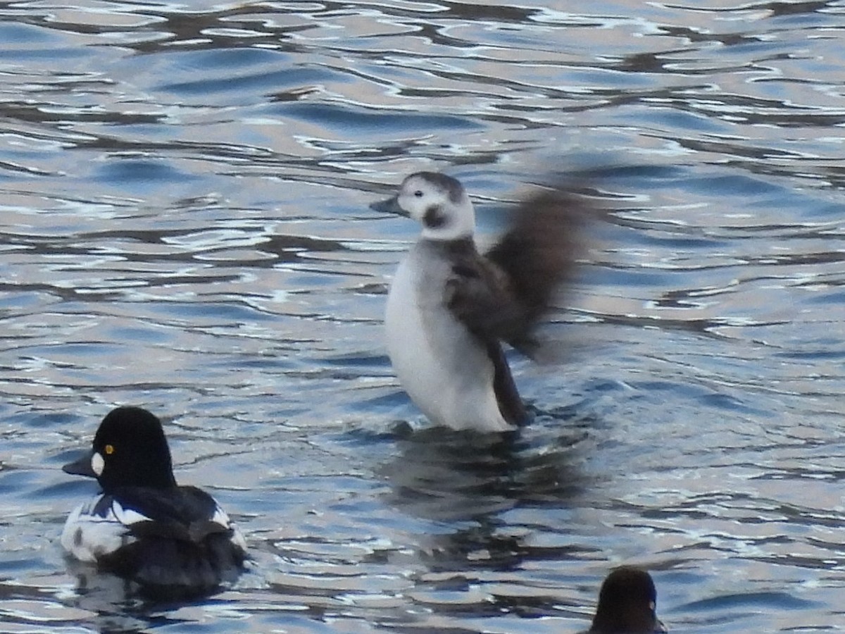 Long-tailed Duck - ML627675047