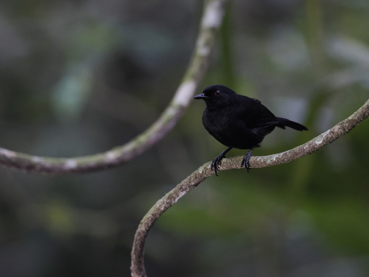 Western Fire-eye (Black-bellied) - ML627675062