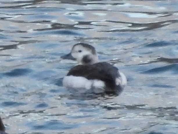 Long-tailed Duck - ML627675122