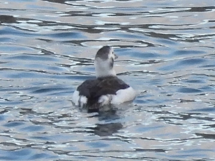 Long-tailed Duck - ML627675125
