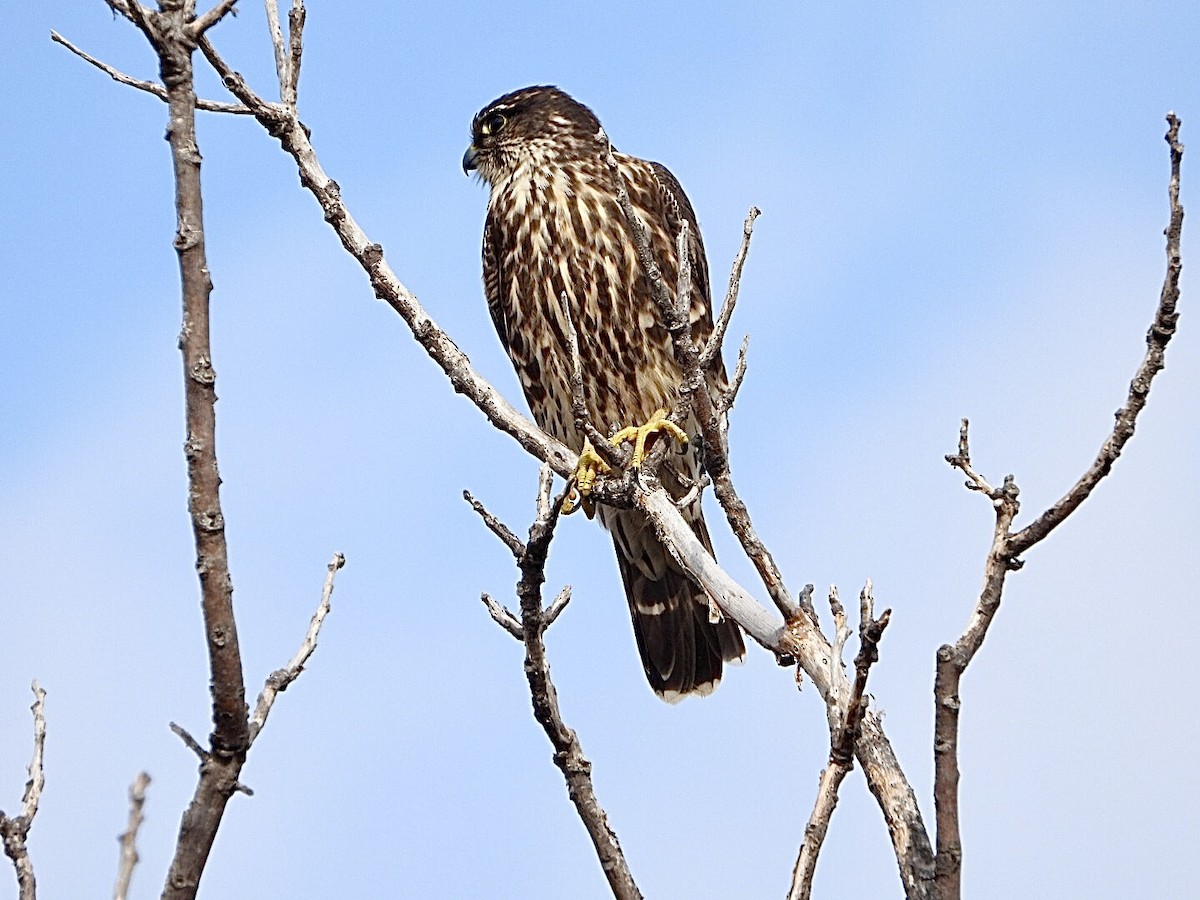 Merlin - ML627675186