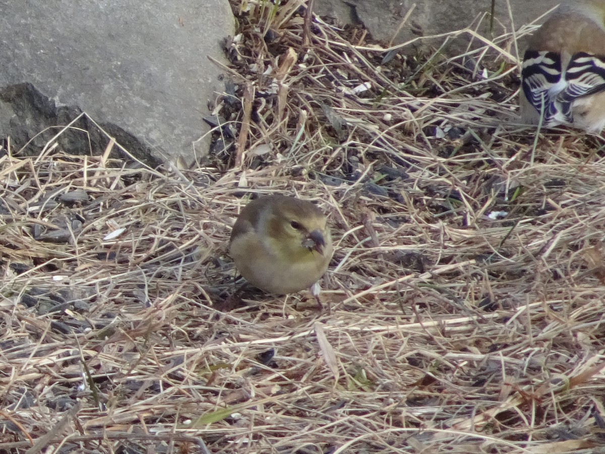 American Goldfinch - ML627675190