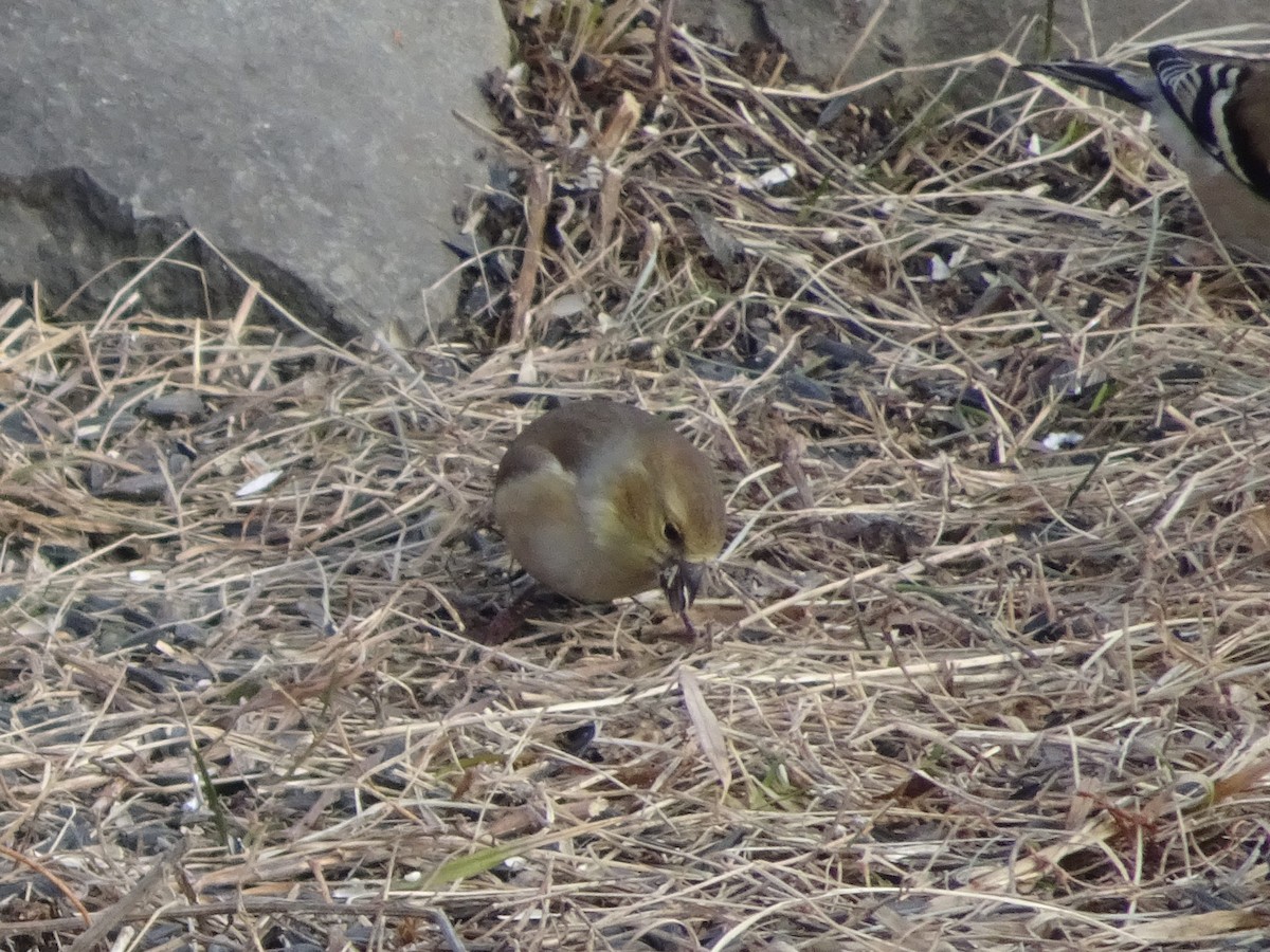 American Goldfinch - ML627675191