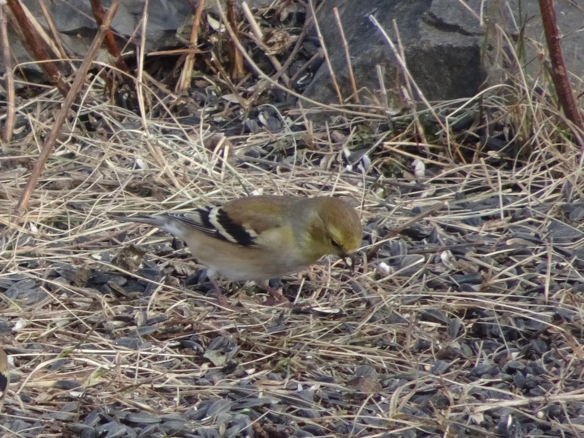 American Goldfinch - ML627675192