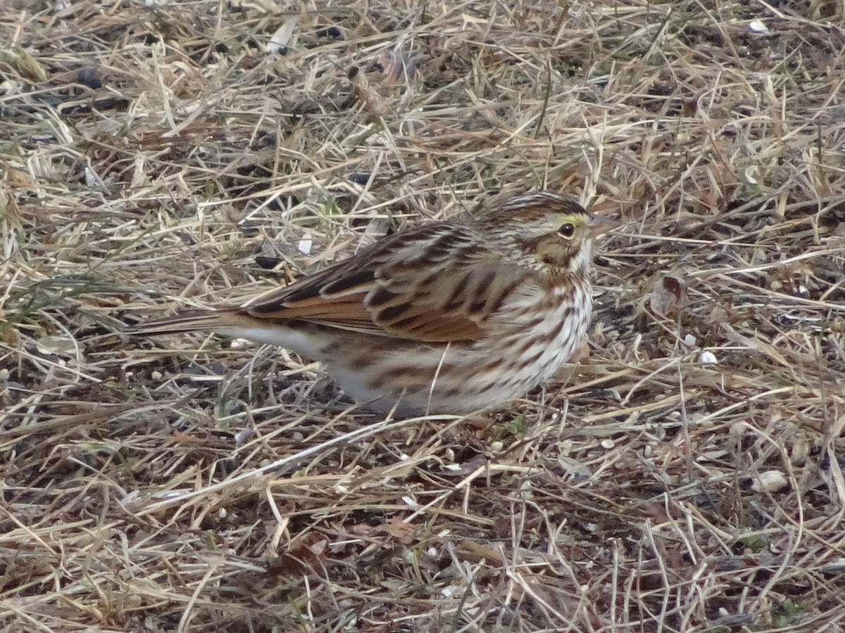 Savannah Sparrow - ML627675203