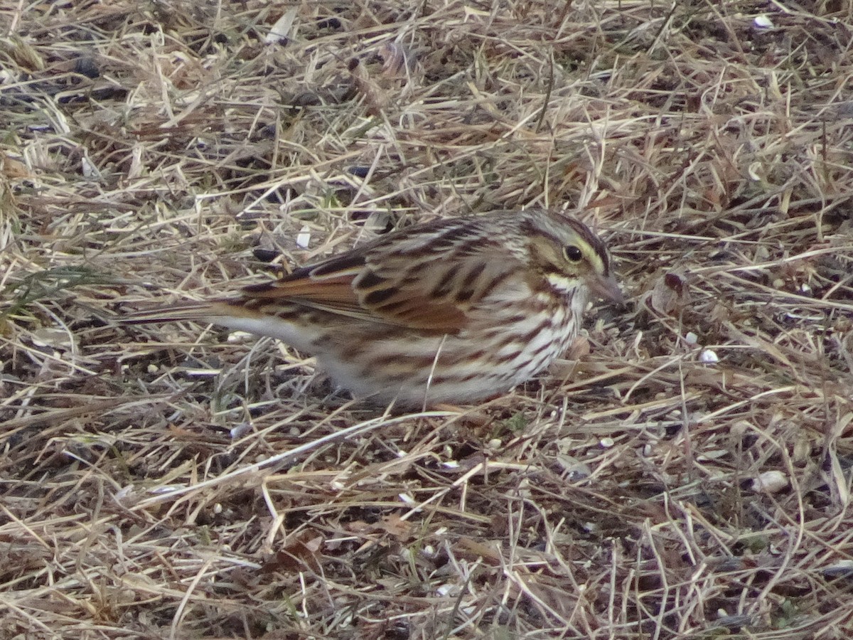 Savannah Sparrow - ML627675204