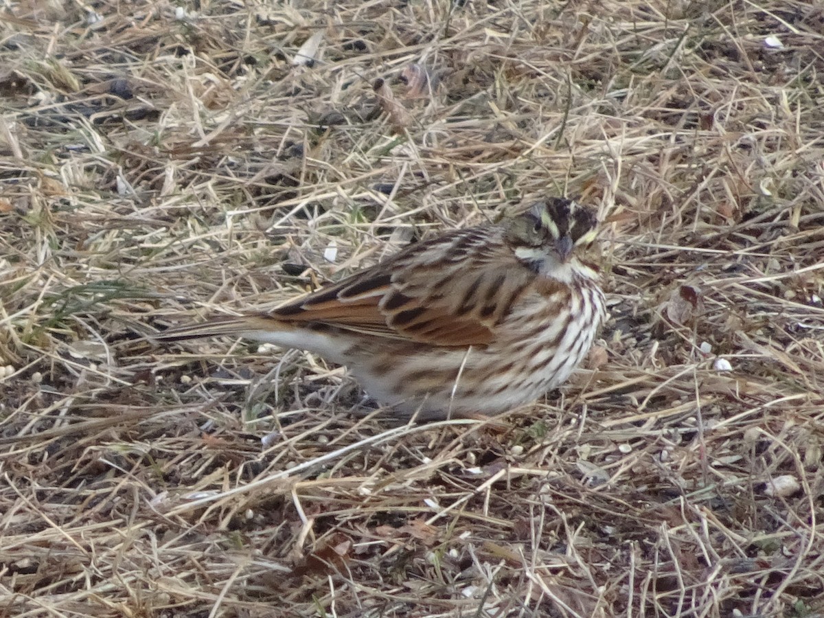 Savannah Sparrow - ML627675205