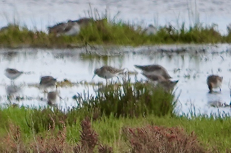 Graubrust-Strandläufer - ML627675216