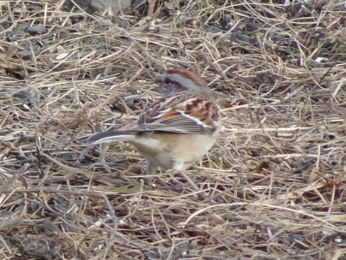 American Tree Sparrow - ML627675223