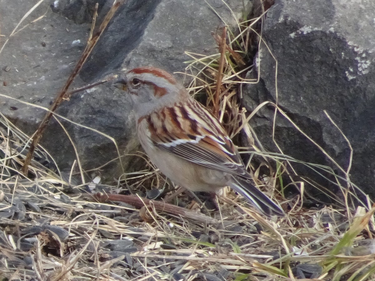 American Tree Sparrow - ML627675224