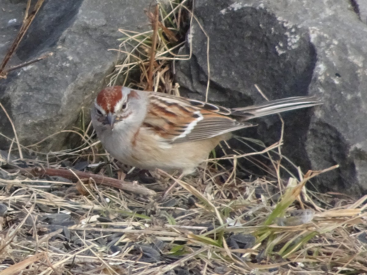 American Tree Sparrow - ML627675225