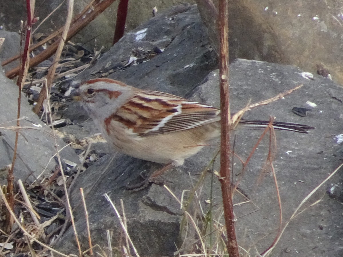 American Tree Sparrow - ML627675226