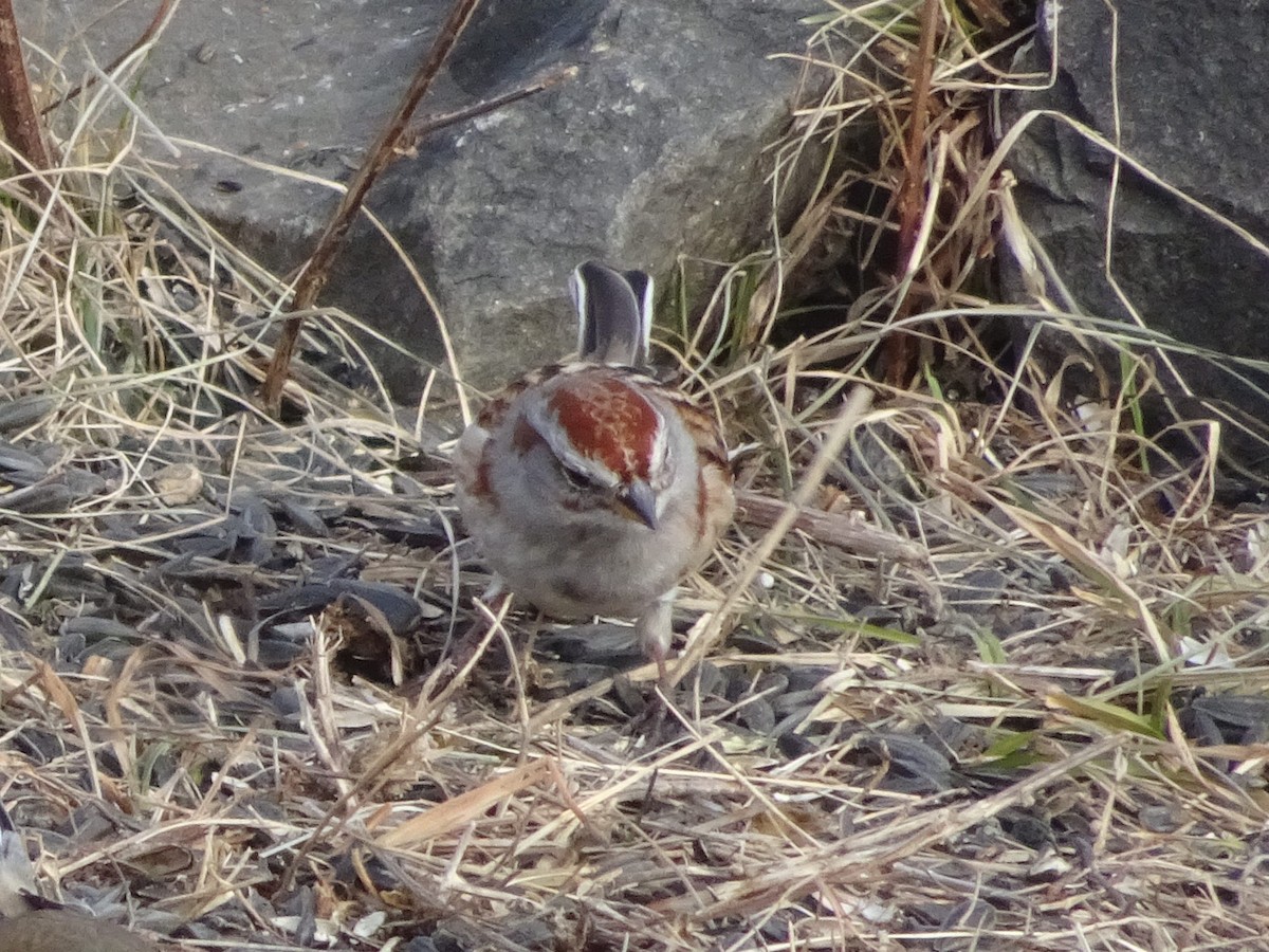 American Tree Sparrow - ML627675227