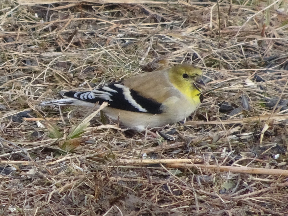 American Goldfinch - ML627675233