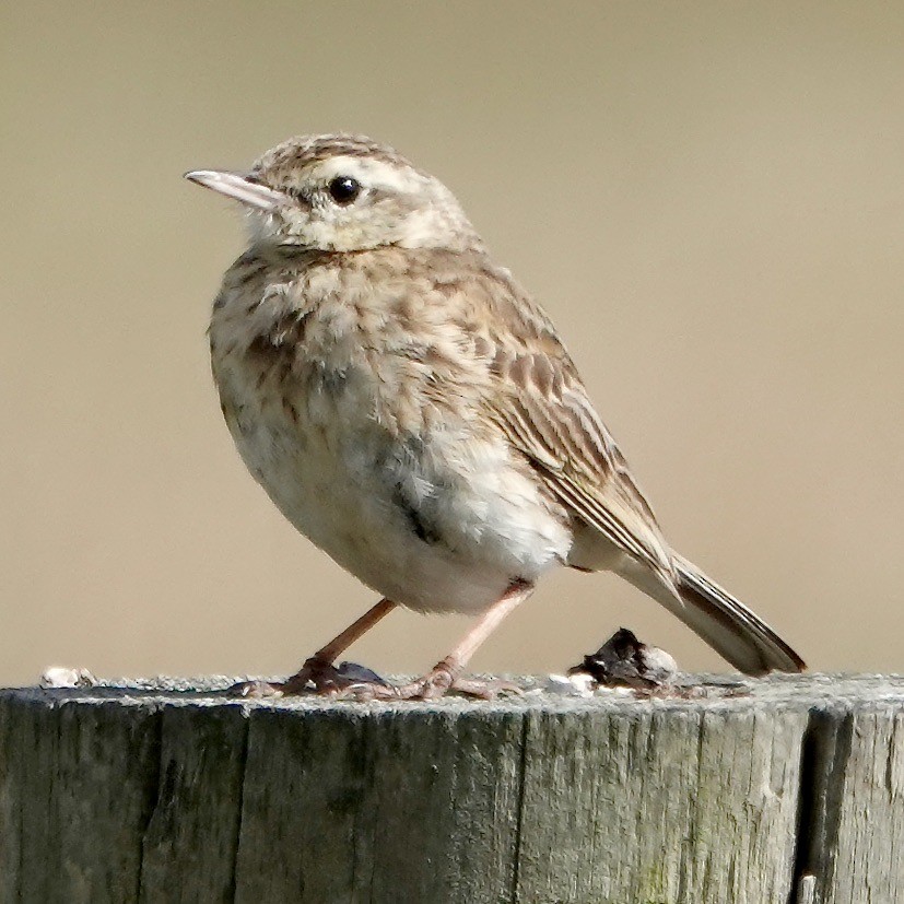 Australian Pipit - ML627675245