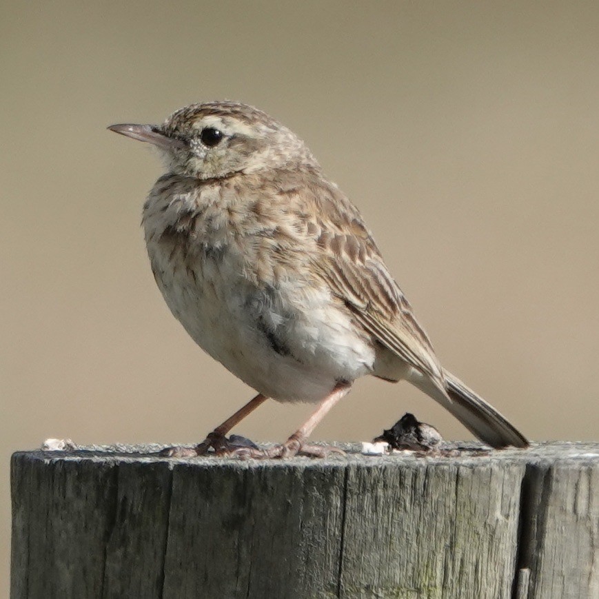 Australian Pipit - ML627675247