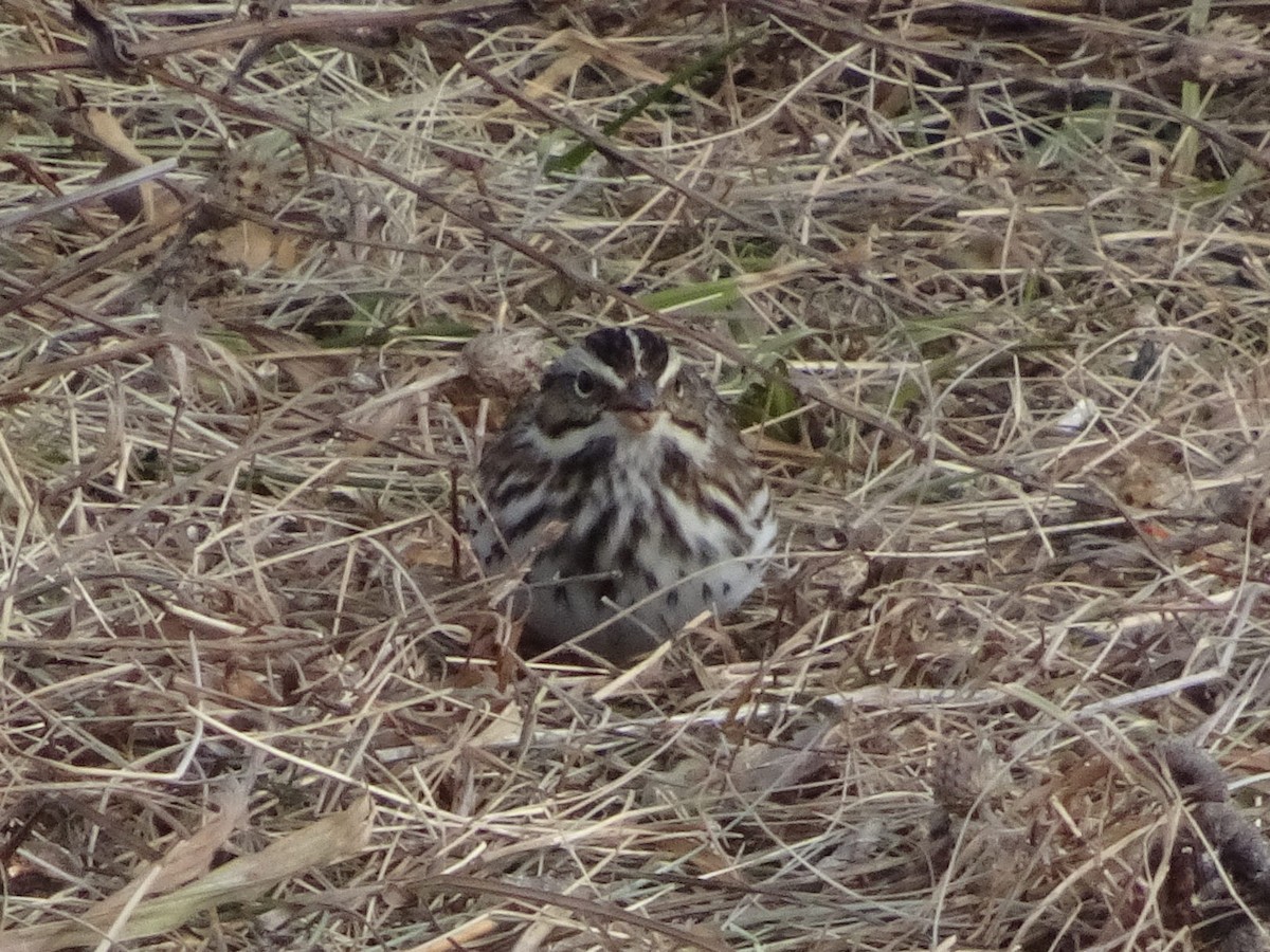 Savannah Sparrow - ML627675249