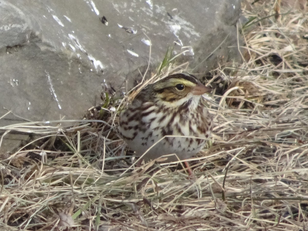 Savannah Sparrow - ML627675250