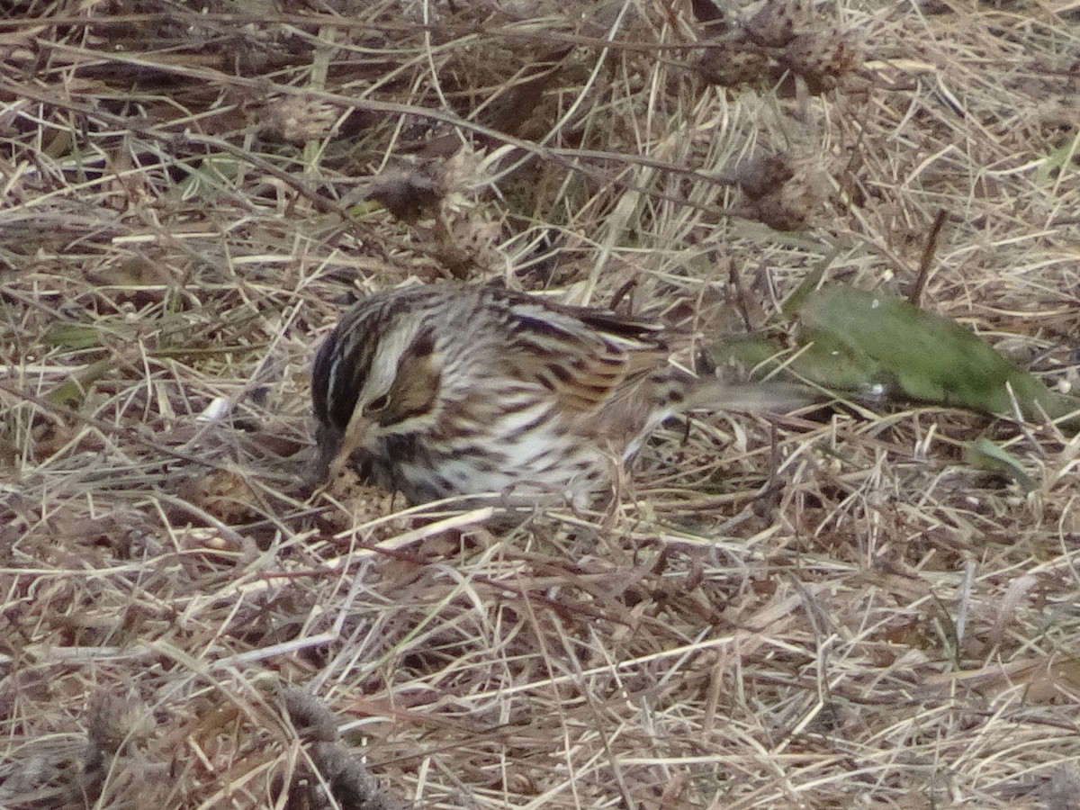 Savannah Sparrow - ML627675251