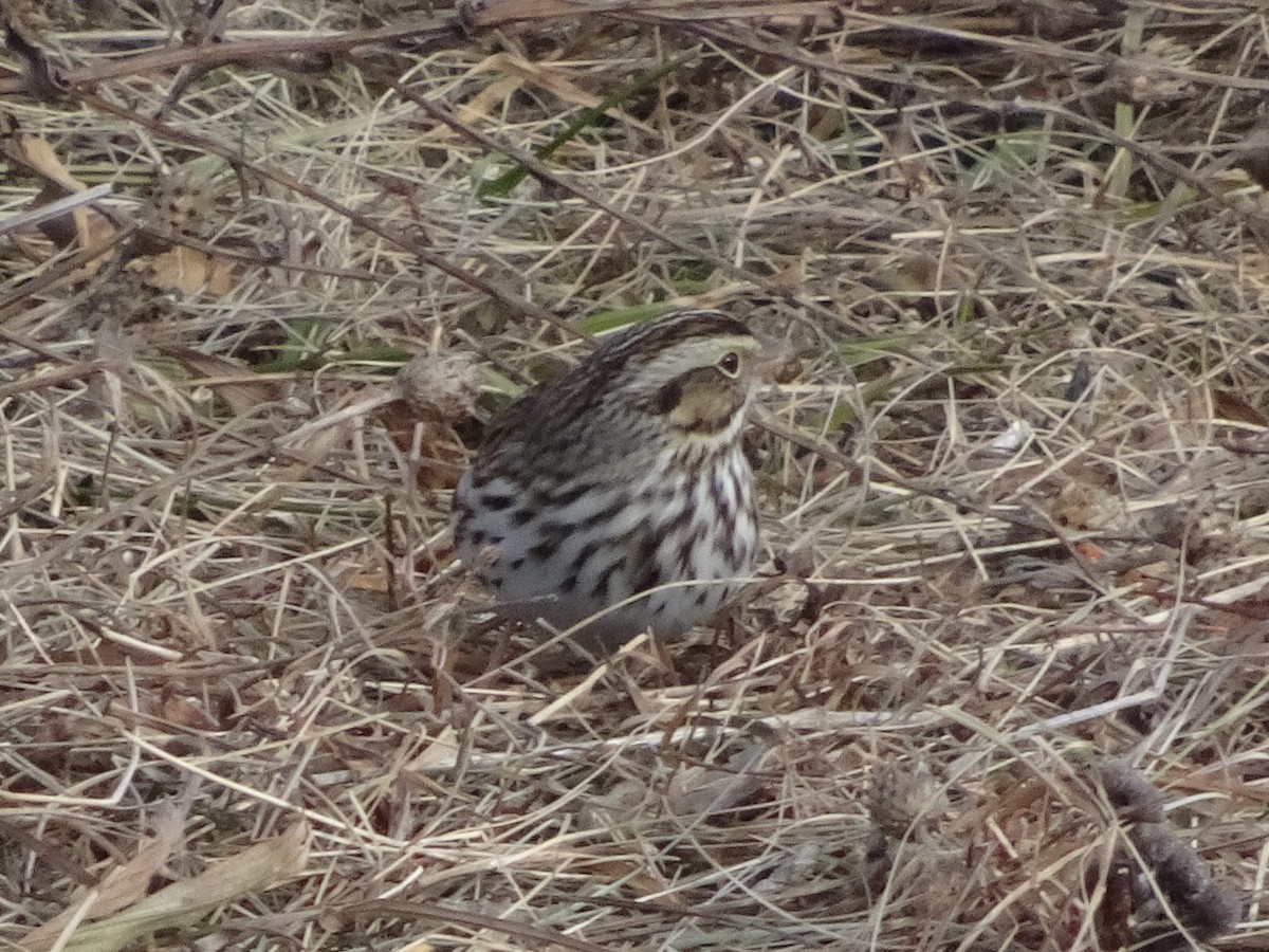 Savannah Sparrow - ML627675252