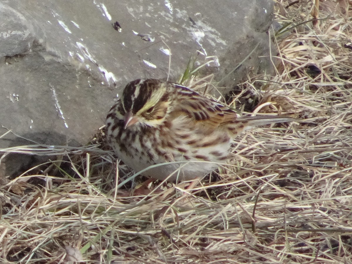 Savannah Sparrow - ML627675253