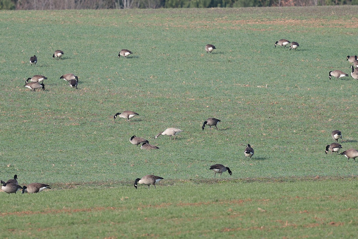 Canada Goose - ML627675254