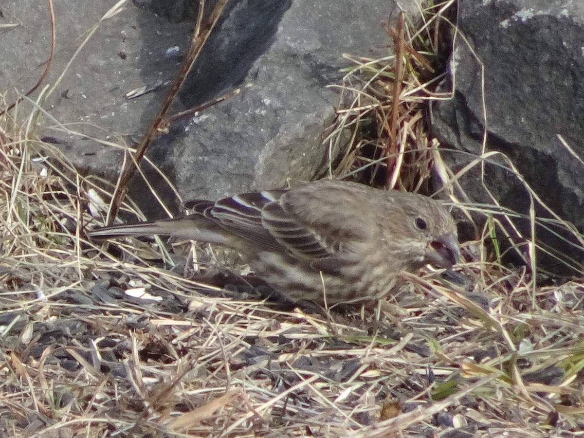 House Finch - ML627675261