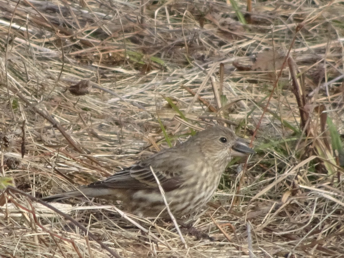 House Finch - ML627675262