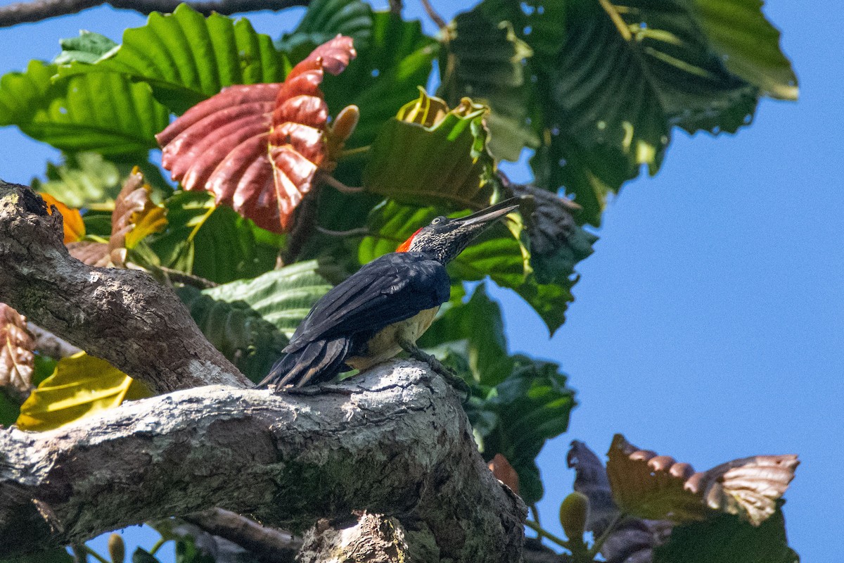 White-bellied Woodpecker - ML627675263