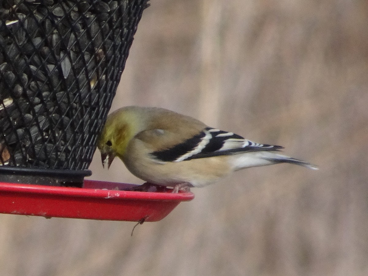 American Goldfinch - ML627675266