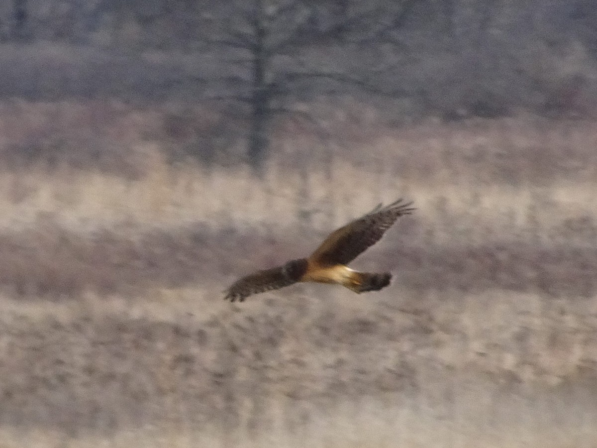 Northern Harrier - ML627675280