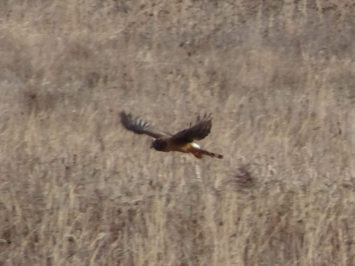 Northern Harrier - ML627675281