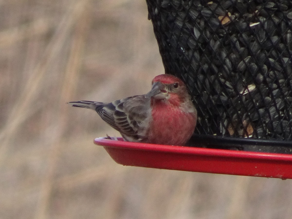 House Finch - ML627675298