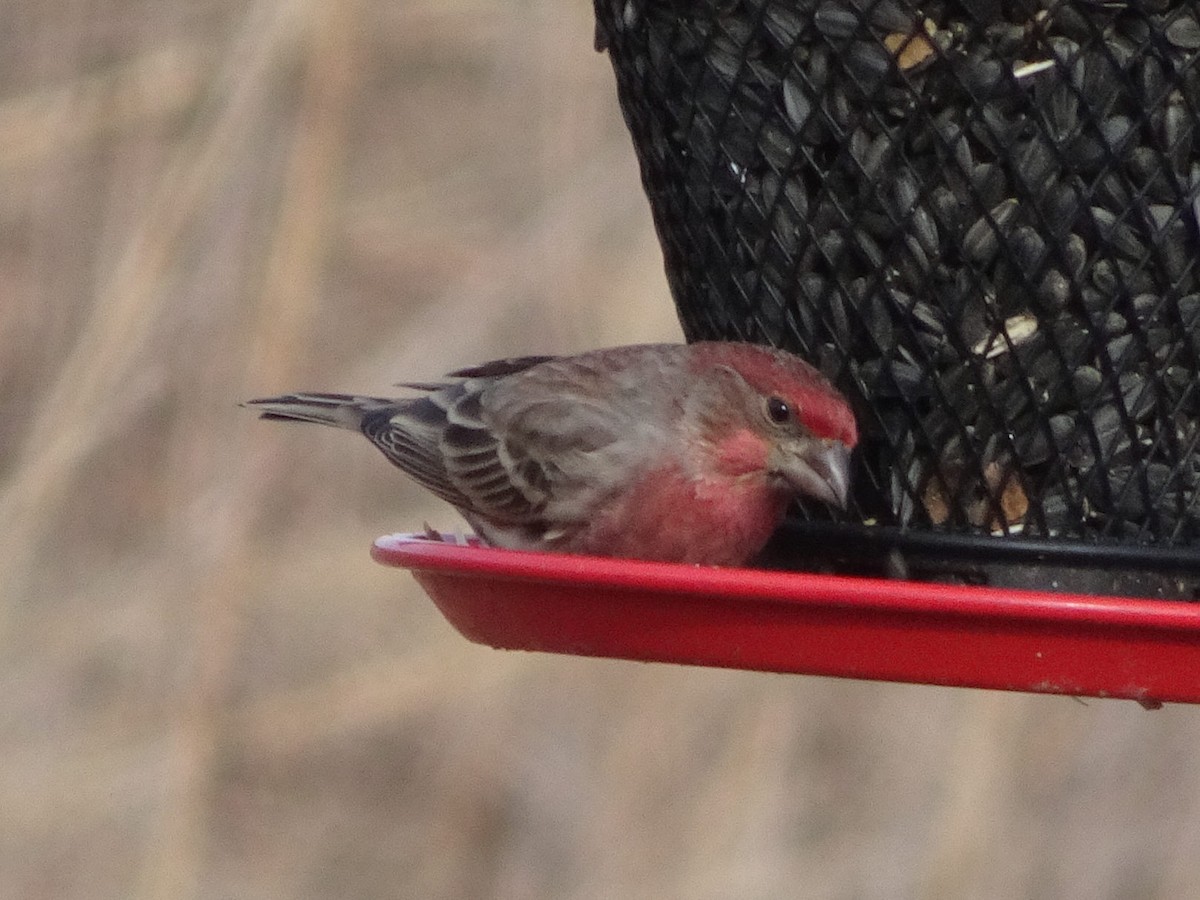 House Finch - ML627675299