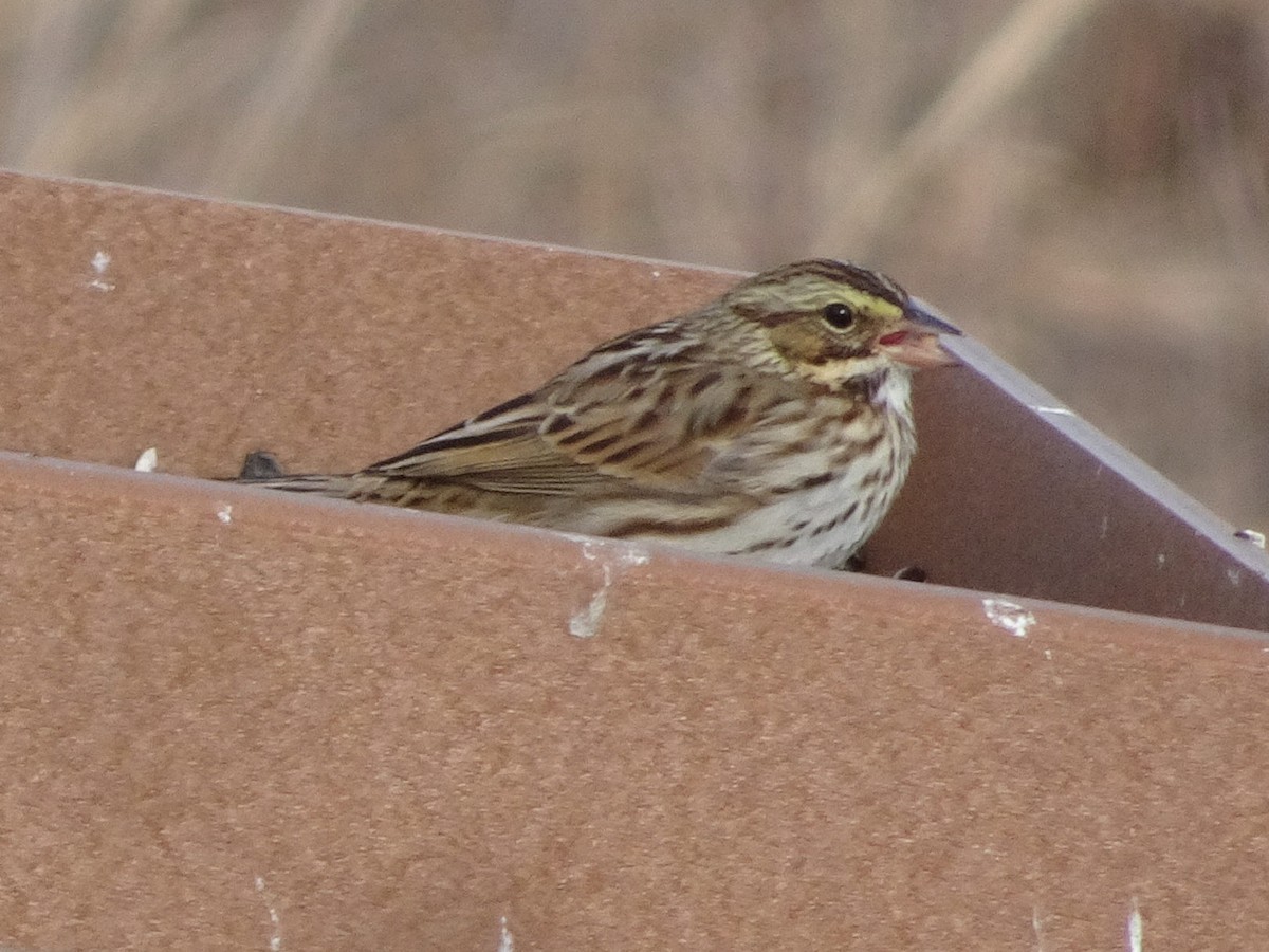 Savannah Sparrow - ML627675308