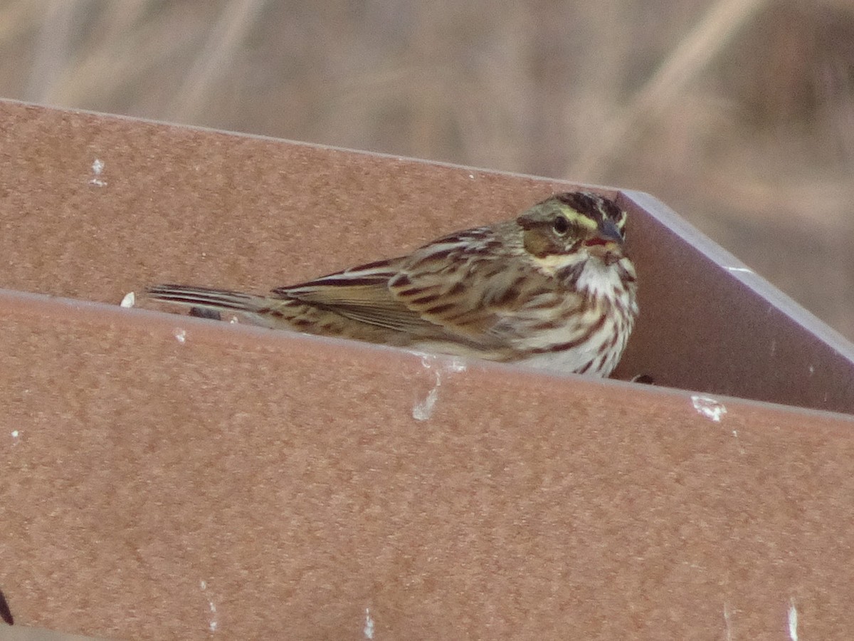 Savannah Sparrow - ML627675309