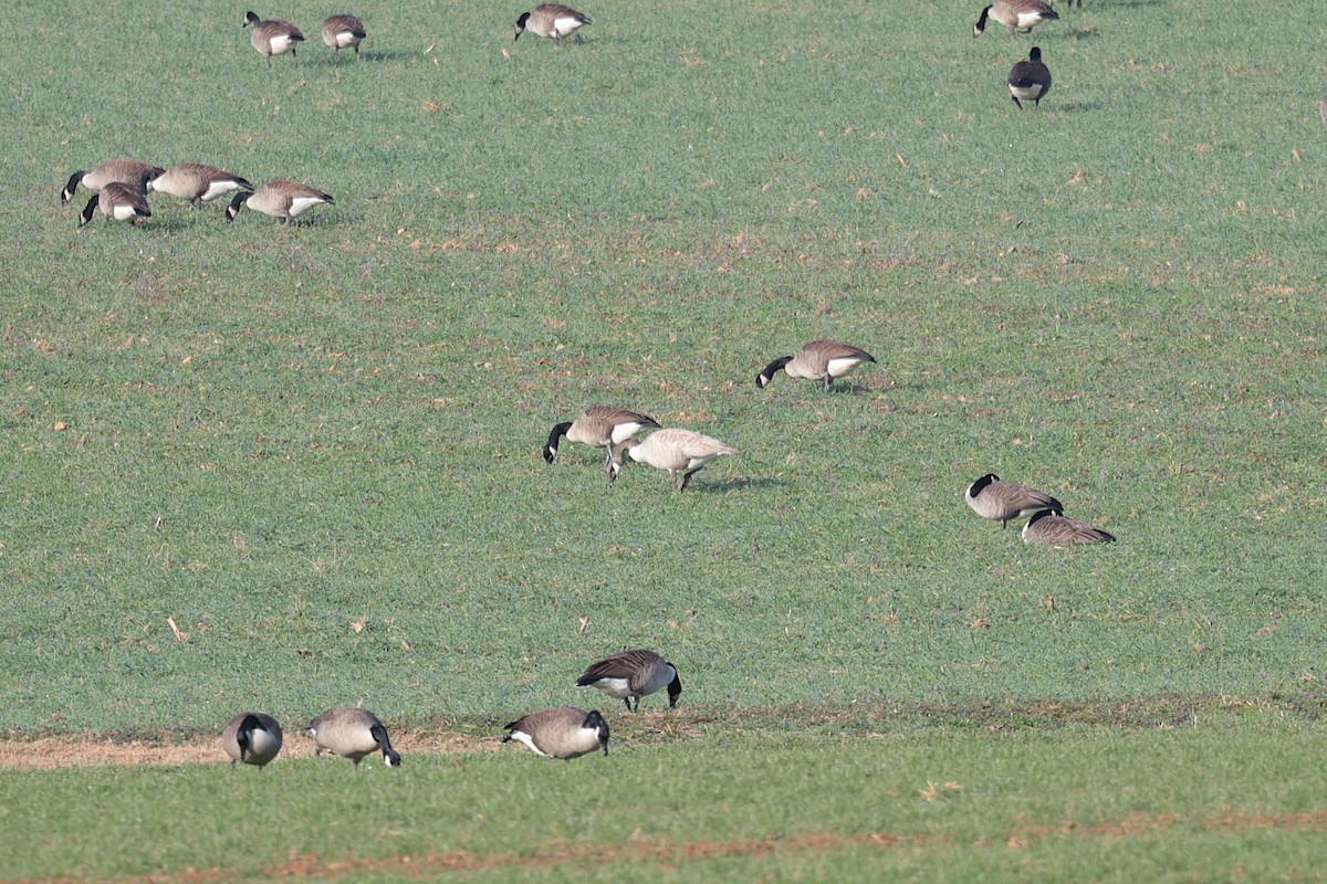 Canada Goose - ML627675314