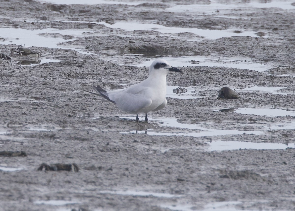 Australian Tern - ML627675320