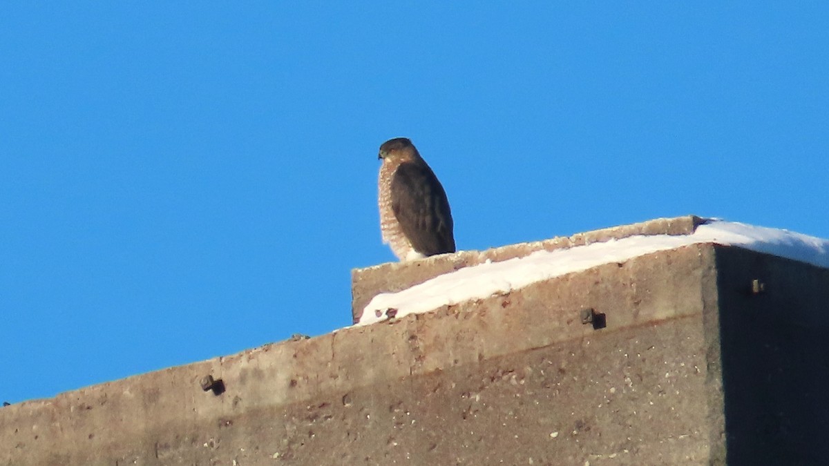 Cooper's Hawk - ML627675343